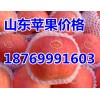 紅富士蘋果供應18769991603