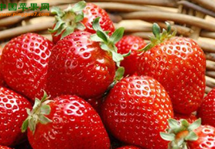 上海：优质草莓品鉴会成功举行 ()