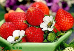 江苏镇江：草莓市区遇冷 产区火爆 ()