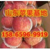 山东红富士苹果网站 红富士苹果近期价格