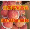 山東紅富士蘋果網(wǎng)站 紅富士蘋果近期價(jià)格
