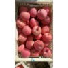山東冷庫紅富士蘋果價格15266665888