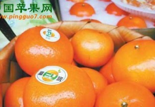 广西武鸣：10万亩沃柑抢占春节水果市场 ()