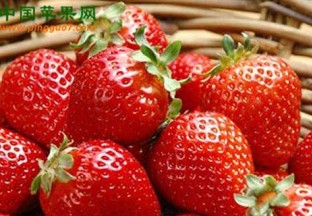 上海市：浦东草莓评比中获金奖 ()