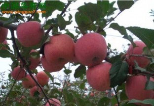 陕西铜川：苹果推介展销会在福州举办 ()