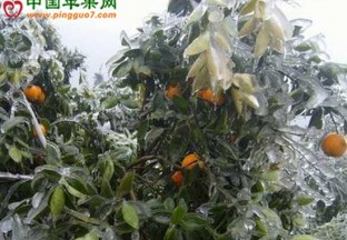 广西灌阳：霜冻天气致使晚熟柑橘受损严重 ()