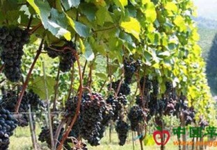 海南：热带葡萄实现商品化种植节热销 ()