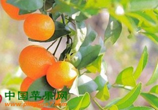 广西永福：沙糖桔地理标志产品认证工作进行中 ()