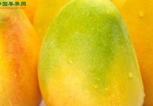 海南三亚：一批精品芒果出口加拿大 ()