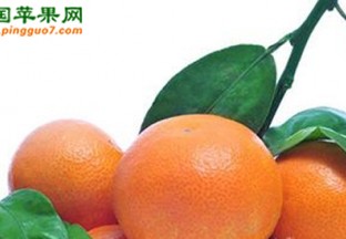 湖北宜昌：柑橘累计销量突破270万吨 ()