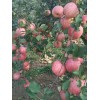 郝媽媽果園有大量的優質紅富士蘋果歡迎購買