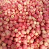 二十萬斤紙加膜紅富士蘋果急售
