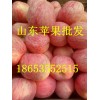 山東紅富士蘋果大量批發