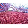 15529588201大量供應陜西高原紙袋紅富士