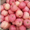 13453391937山西運(yùn)城冷庫(kù)紅富士大量供應(yīng)