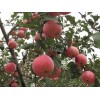 供應批發山東威海紅富士蘋果