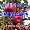新鲜水果苹果批发甘肃特级红富士苹果水果5斤 一件代发 全国包邮