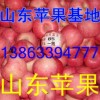 山东红富士苹果大量供应