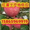 山东冷库苹果价格便宜了 代收电话15865969919