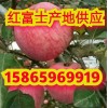 山東冷庫(kù)蘋果價(jià)格便宜了 代收電話15865969919