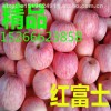 分析冷庫紅富士蘋果銷售行情