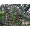 大量供應(yīng)膜袋紅富士