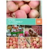 13954971461批發(fā)冷庫紅富士蘋果