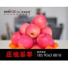 18590638818甘肅莊浪紅富士大量走貨