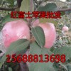 山東冷庫紅富士降價出售