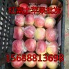 15688813698常年供应山东红富士苹果