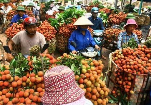 越南出口中国水果增长迅速 ()