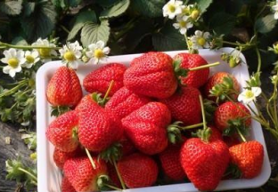 吉林长春：小草莓成就大产业 ()