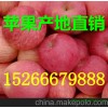 優質春雪 突圍毛桃大量上市