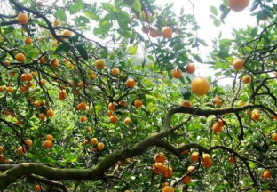 浙江衢州：积极开展柑橘产业升级工作 ()