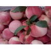 山東沂源精品大紅桃
