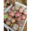 13626331680美八紅露蘋果黃金梨產地供應