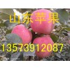 山東蘋果產地紅富士蘋果價格