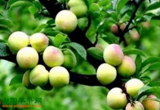 新疆和田县：千余亩土桃帮助村民致富丰收 ()