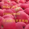15809440568   莊浪梯田紅富士蘋果大量批發零售