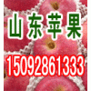15092861333山东美八苹果价格