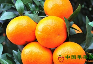 广西南宁：沃柑产业带动百姓丰收 ()