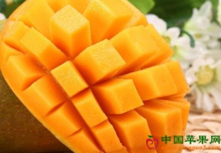 广西百色：芒果产业迎来黄金发展期 ()