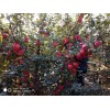 山東榮成優質紅富士在10月中旬即將上市，歡迎客商來洽談采購。