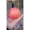 2018年陕西冷库红香酥梨基地；渭南苹果价格