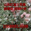 15688813698山東紅富士蘋果大量上市