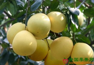 福建漳州：蜜柚出口依旧火热 ()