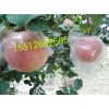 果农家的【红富士苹果】又丰收了【膜袋红富士苹果】 价格优惠