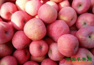 河北邢台：“浆水苹果”文化节开幕 ()