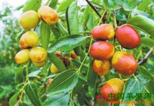 重庆渝北区：地产“脆蜜珍珠枣”上市 ()