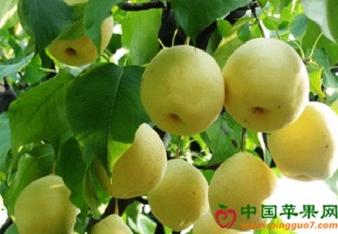 天津静海区：梨产业发展迅猛 ()